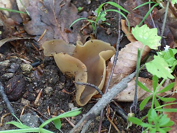 čiaška Peziza sp.