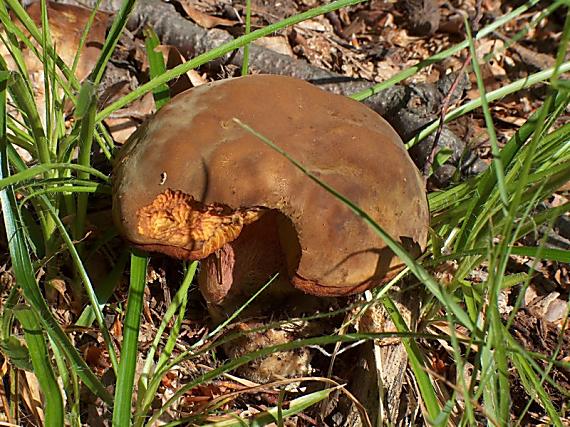 hríb zrnitohlúbikový Neoboletus luridiformis (Rostk.) G. Wu & Zhu L. Yang