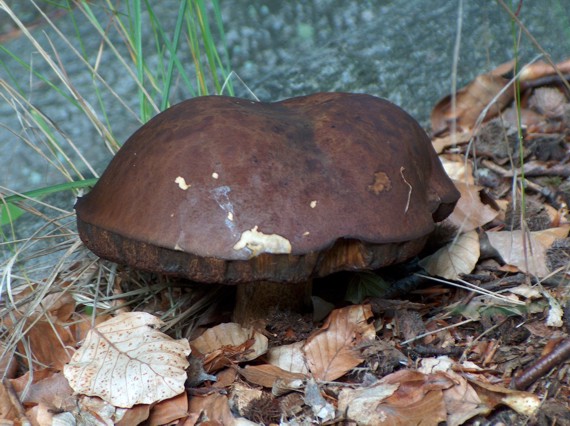 hríb zrnitohlúbikový Neoboletus luridiformis (Rostk.) G. Wu & Zhu L. Yang