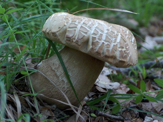 hríb dubový Boletus reticulatus Schaeff.