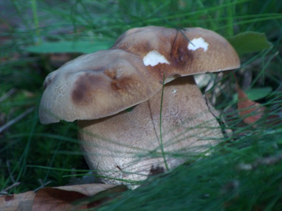 hríb dubový Boletus reticulatus Schaeff.