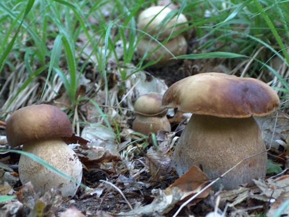 hríb dubový Boletus reticulatus Schaeff.