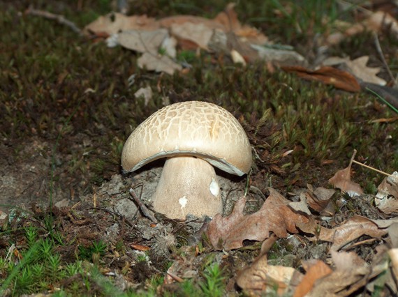hríb dubový Boletus reticulatus Schaeff.