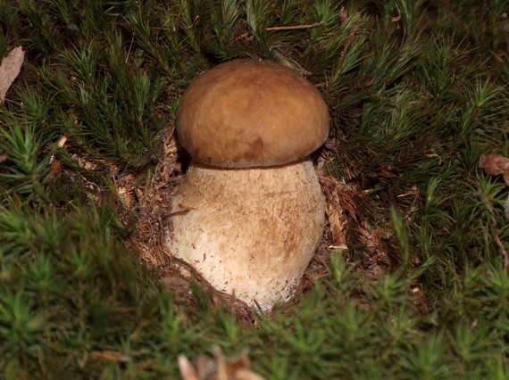 hríb dubový Boletus reticulatus Schaeff.