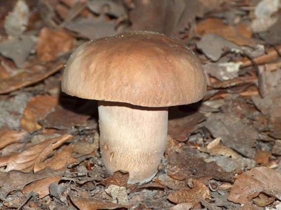 hríb dubový Boletus reticulatus Schaeff.