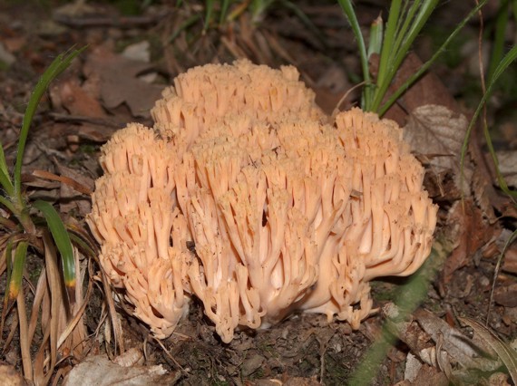 strapačka zlatožltá Ramaria aurea (Schaeff.) Quél.