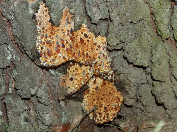 ryšavec slziaci Pseudoinonotus dryadeus (Pers.) T. Wagner & M. Fisch.