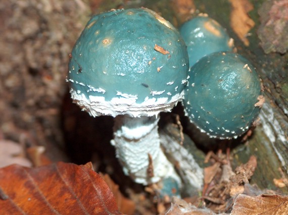 golierovka zelenkastá Stropharia aeruginosa (Curtis) Quél.