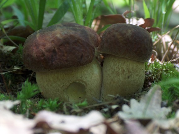 hríb dubový Boletus reticulatus Schaeff.