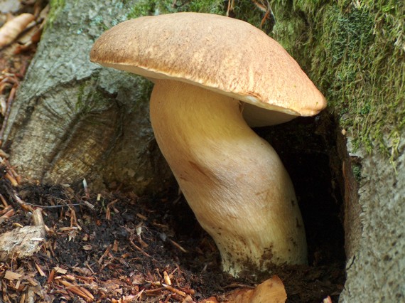 hríb dubový Boletus reticulatus Schaeff.