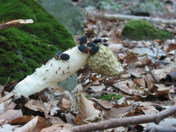 hadovka smradľavá Phallus impudicus L.