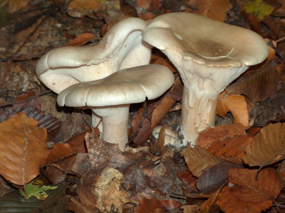 strmuľka inovaťová Clitocybe nebularis (Batsch) P. Kumm.