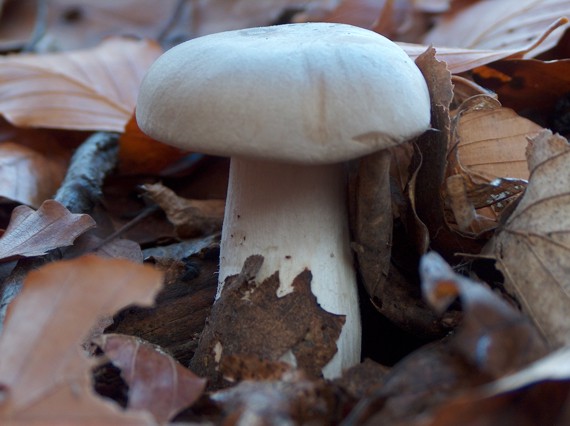 strmuľka inovaťová Clitocybe nebularis (Batsch) P. Kumm.