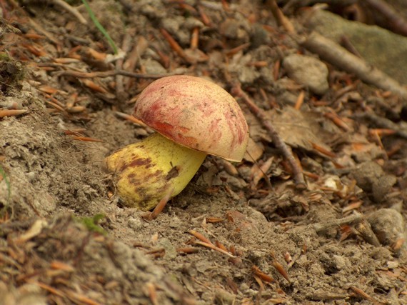 hríb kráľovský Butyriboletus regius (Krombh.) D. Arora & J.L. Frank