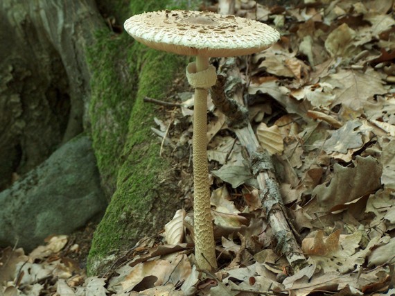 bedľa vysoká Macrolepiota procera (Scop.) Singer
