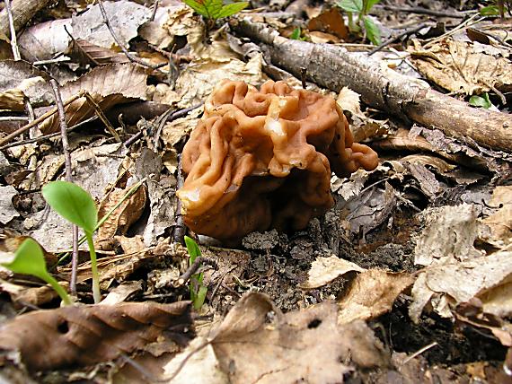 ušiak obrovský Discina gigas (Krombh.) Eckblad