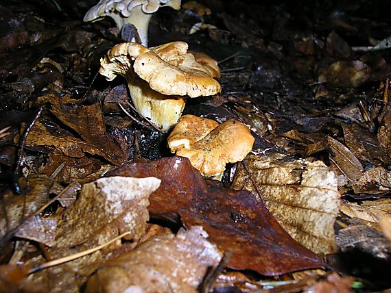 kuriatko jedlé Cantharellus cibarius Fr.