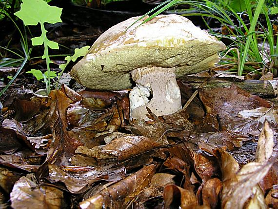 hríb dubový Boletus reticulatus Schaeff.
