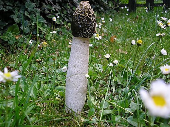 hadovka smradľavá Phallus impudicus L.