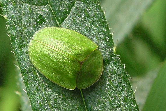 štítnatec zelený Cassida viridis L.