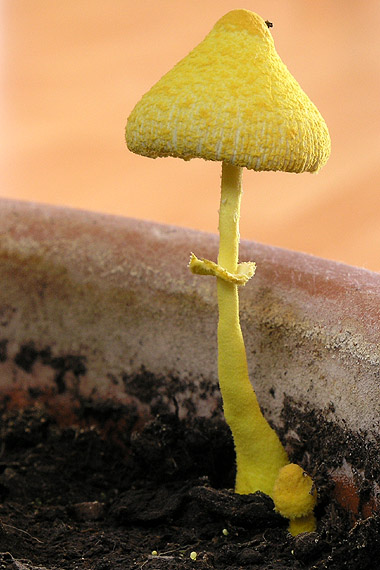bedľovec citrónovožltý Leucocoprinus birnbaumii (Corda) Singer