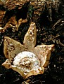 hviezdovka golierikovitá