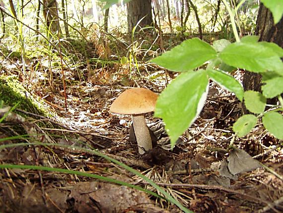 kozák osikový Leccinum albostipitatum den Bakker & Noordel.