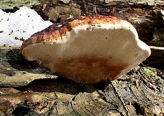 práchnovček pásikavý Fomitopsis pinicola (Sw.) P. Karst.