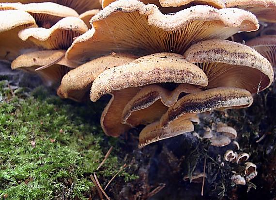 pňovka obyčajná Panellus stipticus (Bull.) P. Karst.