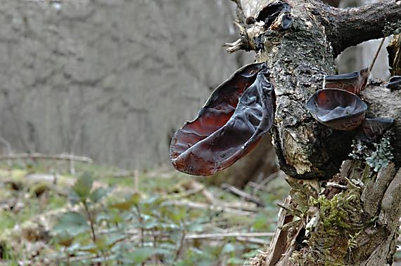uchovec bazový Auricularia auricula-judae (Bull.) Quél.
