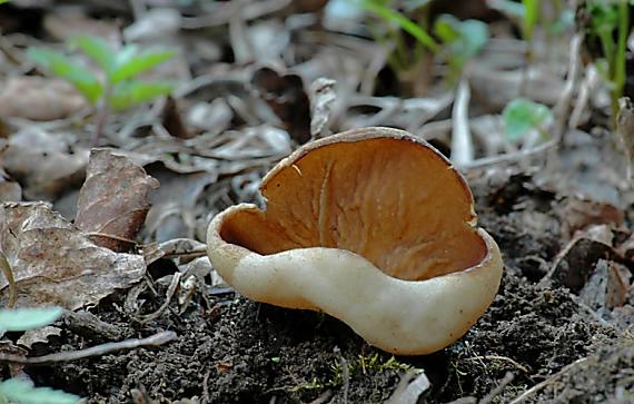 discinka hnedá Discina ancilis (Pers.) Sacc.