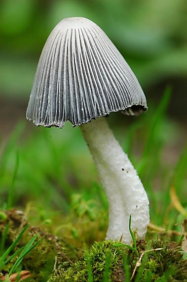 hnojník chlpatý Coprinopsis lagopus (Fr.) Redhead, Vilgalys & Moncalvo