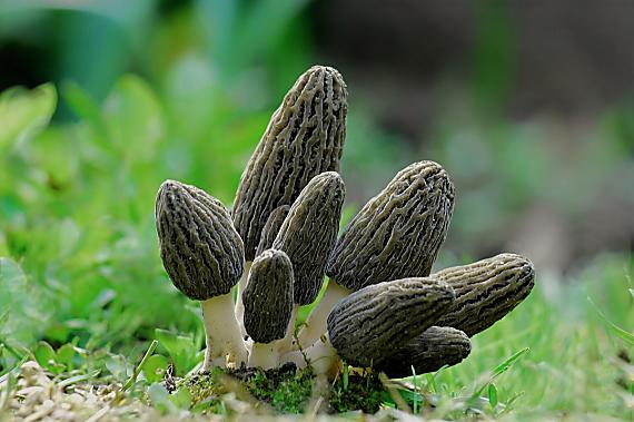 smrčok vysoký Morchella elata Fr.