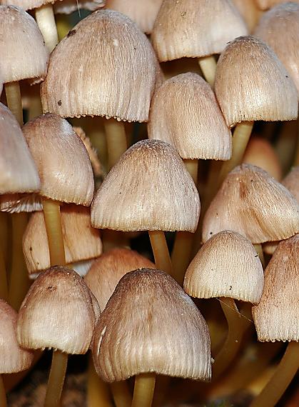 prilbička žltohlúbiková Mycena renati Quél.