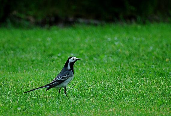 trasochvost biely Motacilla alba