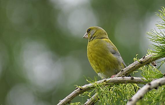 stehlík zelený Carduelis chloris