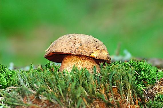 hríb zrnitohlúbikový Neoboletus luridiformis (Rostk.) G. Wu & Zhu L. Yang
