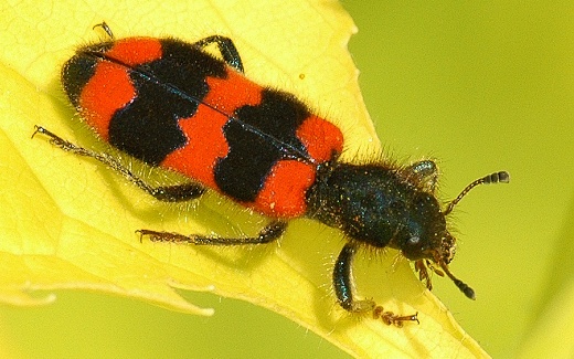 pestroš včelí  Trichodes apiarius
