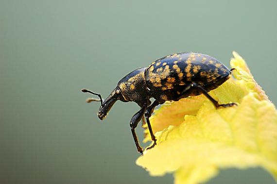 tvrdoň deväťsilový Liparus glabrirostris