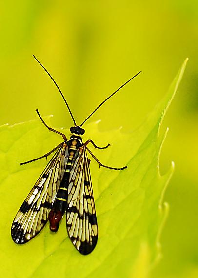 srpica obyčajná Panorpa communis