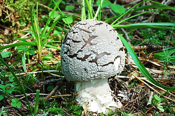 muchotrávka hrubá Amanita excelsa (Fr.) Bertill.