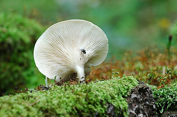 machovka obyčajná Clitopilus prunulus (Scop.) P. Kumm.