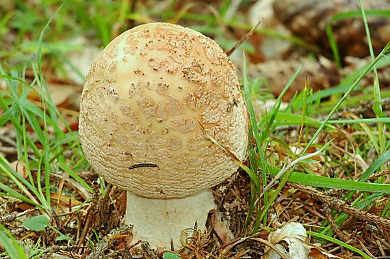 muchotrávka červenkastá Amanita rubescens Pers.