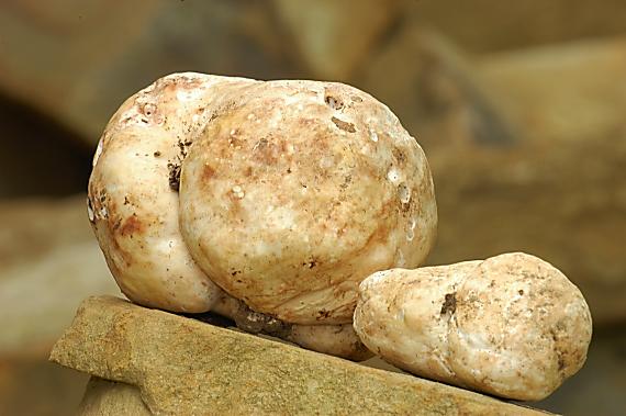 bielohľuzovka obyčajná Choiromyces meandriformis Vittad.