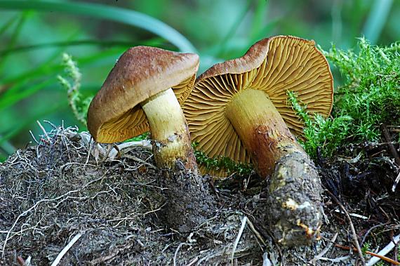 pavučinovec Cortinarius sp.