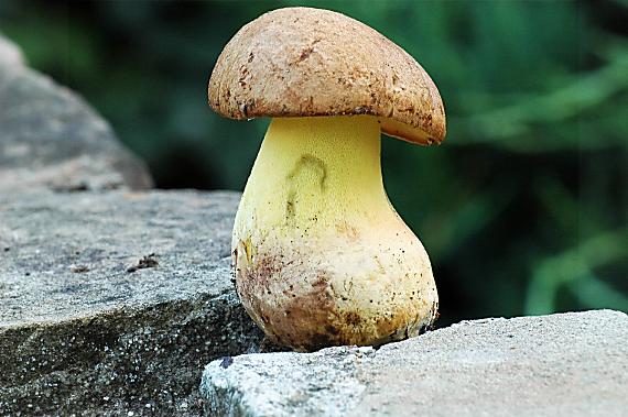 hríb horský Butyriboletus subappendiculatus (Dermek, Lazebn. & J. Veselský) D. Arora & J.L. Frank