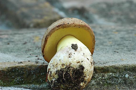 hríb horský Butyriboletus subappendiculatus (Dermek, Lazebn. & J. Veselský) D. Arora & J.L. Frank