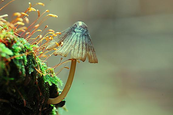 prilbička Mycena sp.