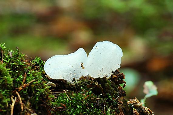 pajelenka želatínová Pseudohydnum gelatinosum (Scop.) P. Karst.