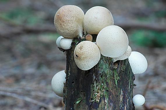 prášnica hruškovitá Lycoperdon pyriforme Schaeff.